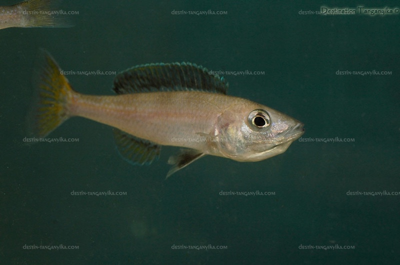 Cyprichromis leptosoma 'Isanga Bay'